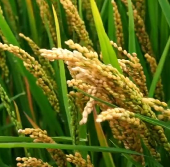 龍粳1823經銷商分享現(xiàn)場